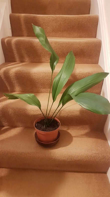 Photo of free Aspidistra / Cast Iron Plant (Arnside LA5) #1