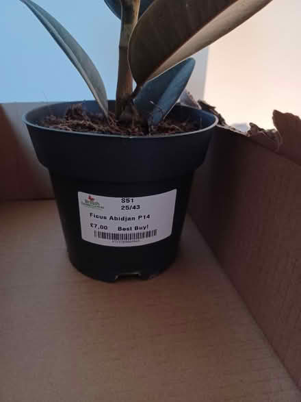 Photo of free Ficus Abidjan houseplant (Cheltenham GL51) #2
