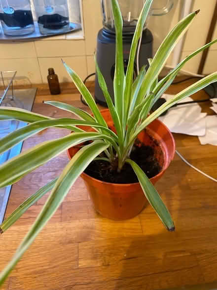 Photo of free Spider plant (Glanadda LL57) #1