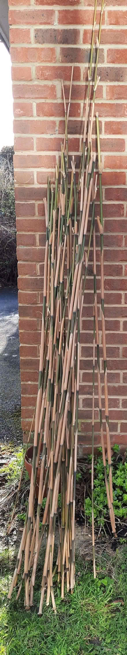 Photo of free Some Cut Bamboo Canes (Warsash SO31) #1