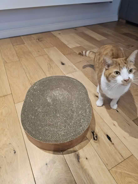 Photo of free Floor cat scratcher (Oval Quarter SW9) #2