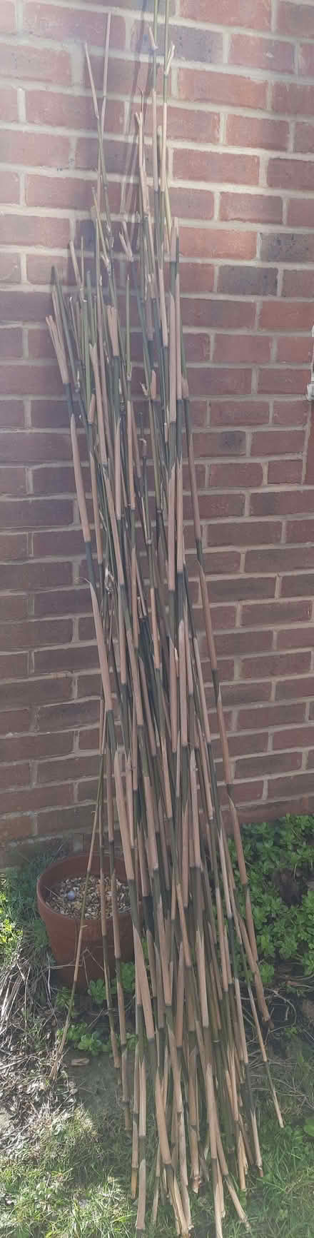 Photo of free Some Cut Bamboo Canes (Warsash SO31) #2