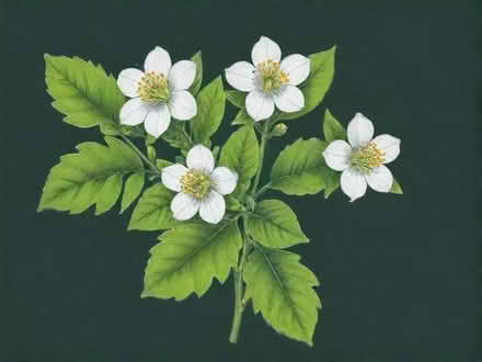 Photo of free Hypericum Hidcote (Wimbledon Village SW19) #1