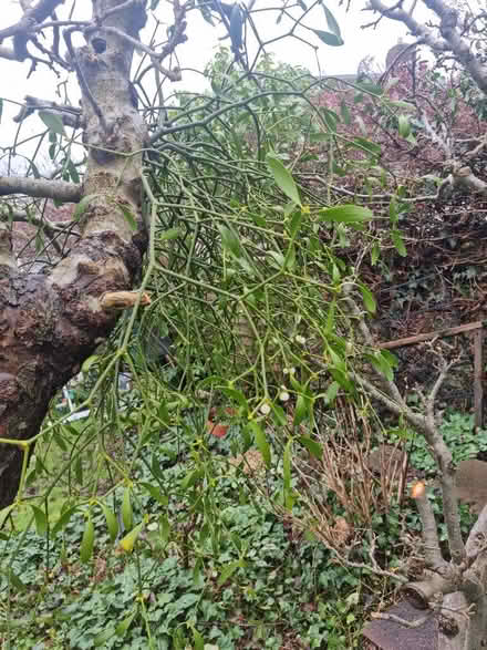 Photo of free Mistletoe (Barnard's Green WR14) #1