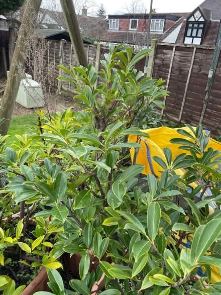 Photo of free Hedging (Cuffley) #2