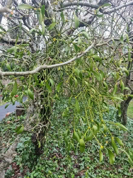 Photo of free Mistletoe (Barnard's Green WR14) #2