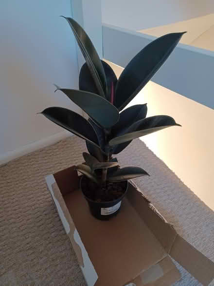 Photo of free Ficus Abidjan houseplant (Cheltenham GL51) #1