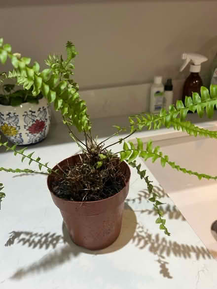 Photo of free Boston fern (Little Baddow CM3) #1