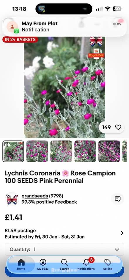 Photo of free Rose campion seedlings (Upper Norwood SE19) #2