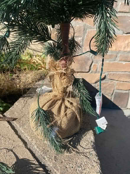 Photo of free Sm Christmas tree (Near Roxy Ann Winery) #2