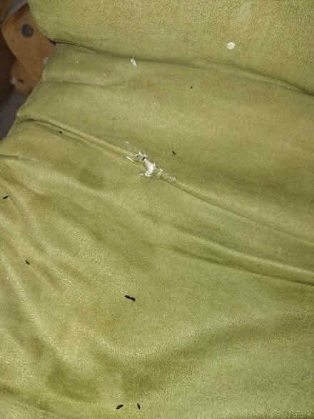 Photo of free Old IKEA Poang chair (Shoscombe Vale) #2