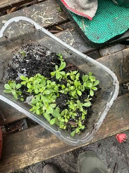 Photo of free Rose campion seedlings (Upper Norwood SE19) #1