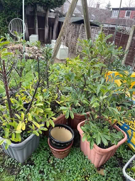 Photo of free Hedging (Cuffley) #1