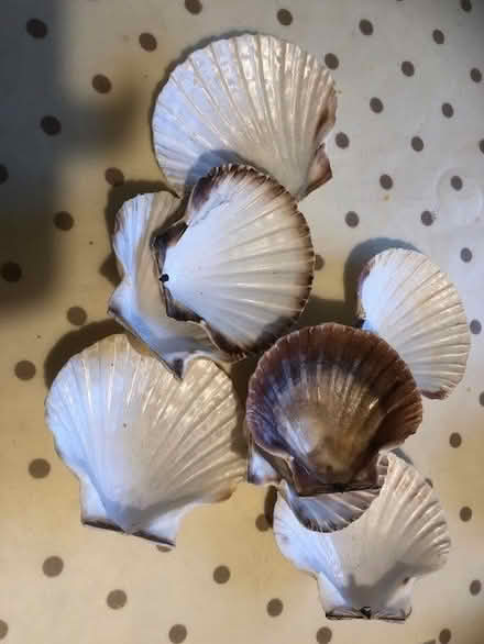 Photo of free Scallop shells HG2 (Harrogate HG2) #1