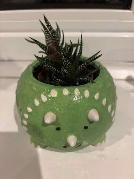 Photo of free Cactus plants (Cobham, KT11) #1