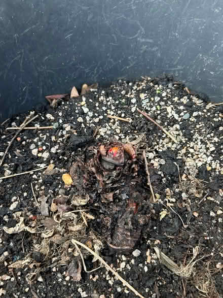 Photo of free Rhubarb Plant x 2 (SS7) #2