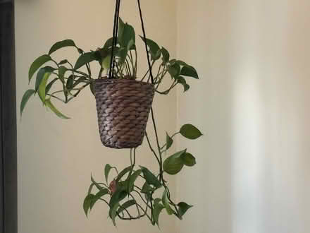 Photo of free House plants (San Francisco and Daly City) #3