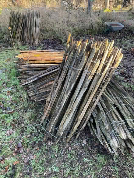 Photo of free Chestnut paling fencing (Great Fransham NR19) #4