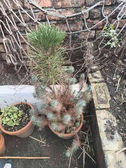 Photo of free Pine tree (Highfield S2) #1