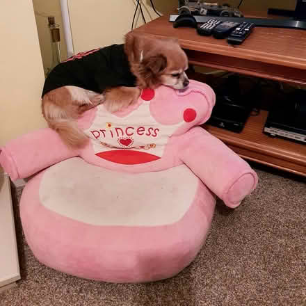 Photo of free pet items (Alvaston derby) #1