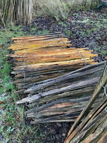 Photo of free Chestnut paling fencing (Great Fransham NR19) #3