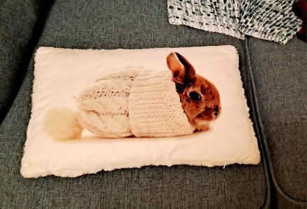 Photo of free Fluffy cushion RG26 (Bramley, Hants RG26) #1