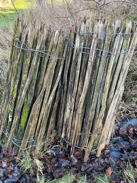 Photo of free Chestnut paling fencing (Great Fransham NR19) #2