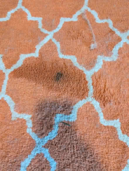 Photo of free Orange area rug (Folsom) #2