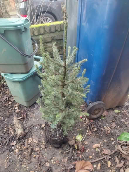 Photo of free Rescued potted spruce and fir (Christmas) trees needing home (Hanwell W13) #3