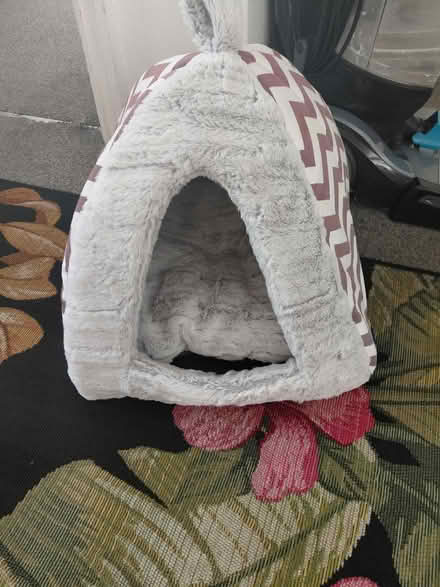 Photo of free Cat bef (Catford) #1