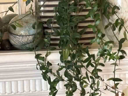Photo of free House plants (San Francisco and Daly City) #4