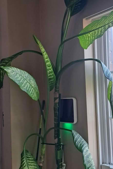 Photo of free Plant lover? 12ft ceilings? (20747) #2