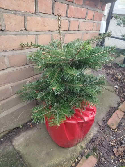 Photo of free Rescued potted spruce and fir (Christmas) trees needing home (Hanwell W13) #2