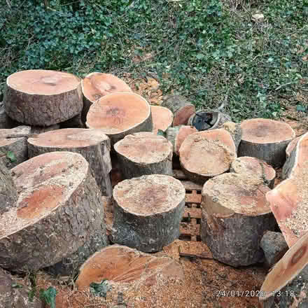 Photo of free (mostly) large logs of various sizes (from sycamore tree) (Brookhouse LA2) #3