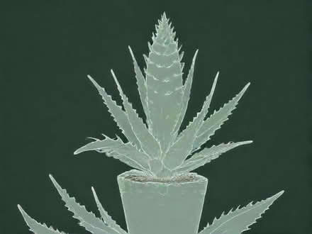 Photo of Aloe Vera plant (Water Eaton MK2) #1