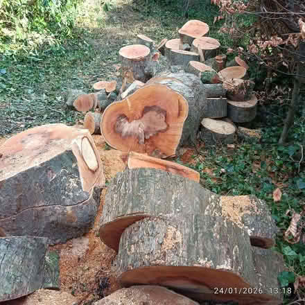 Photo of free (mostly) large logs of various sizes (from sycamore tree) (Brookhouse LA2) #1