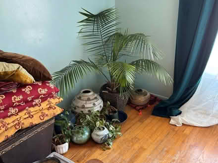Photo of free House plants (San Francisco and Daly City) #1