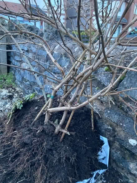 Photo of free Honeysuckle (Shap CA10) #1