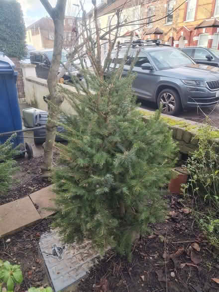 Photo of free Rescued potted spruce and fir (Christmas) trees needing home (Hanwell W13) #4