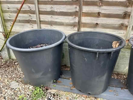 Photo of free Rhubarb Plant x 2 (SS7) #1