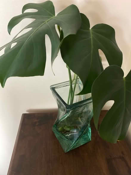 Photo of Large pot planters (Port Union & Lawrence) #1