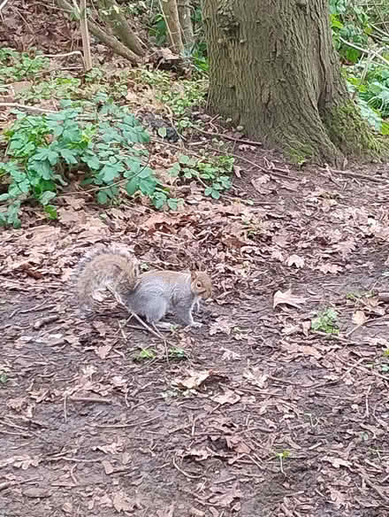 Photo of Soil (Strood ME2) #1