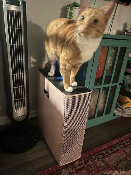 Photo of free Blue-air Purifier (North Hollywood) #3