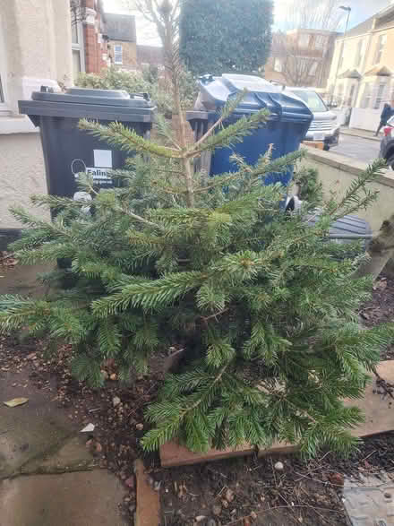 Photo of free Rescued potted spruce and fir (Christmas) trees needing home (Hanwell W13) #1