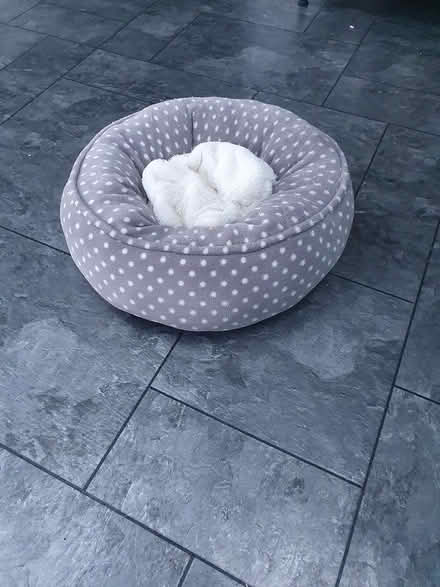 Photo of free Cat bed (Stapleford NG9) #1