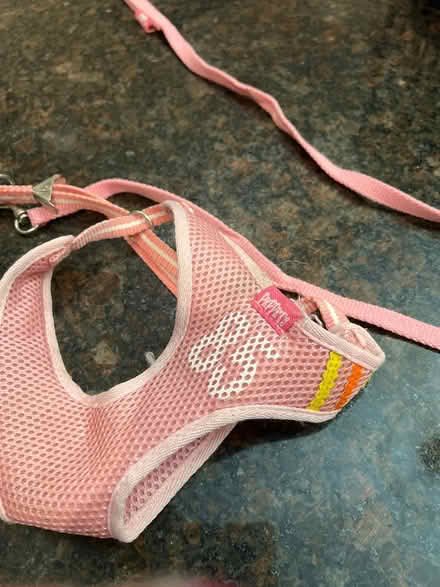 Photo of free Small dog harness and leash (Markham East) #1