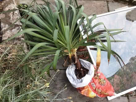 Photo of free Yucca plant (Warton LA5) #1