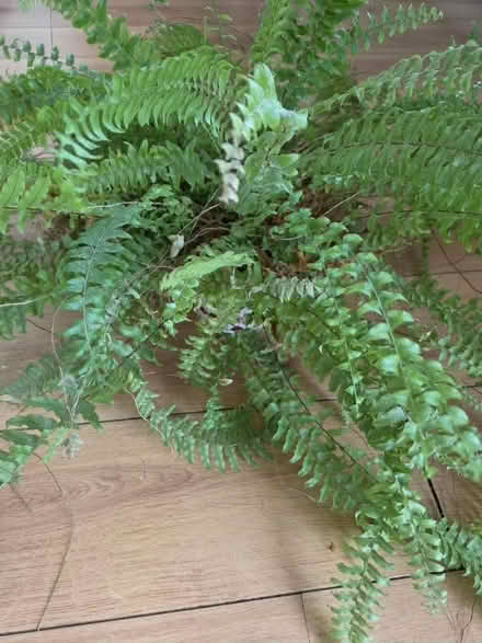 Photo of free Large fern house plant (TF5 Admaston) #2