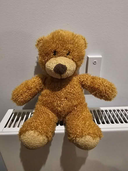 Photo of free Teddy bear (Oval Quarter SW9) #1