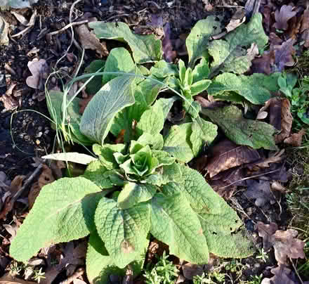 Photo of free Foxglove plants (Hatfield AL10) #4